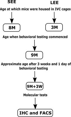 Duration of Environmental Enrichment Determines Astrocyte Number and Cervical Lymph Node T Lymphocyte Proportions but Not the Microglial Number in Middle-Aged C57BL/6 Mice